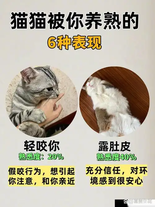 成年猫咪转会潮:铲屎官被弃?新研究揭示猫奴依赖度远超想象